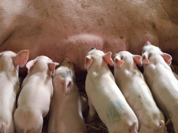 Tier- und Umweltschutz durch verbesserte Schweinehaltungssysteme